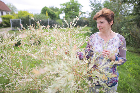 Beautiful mature woman gardening in her backyardの写真素材