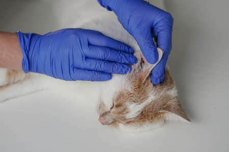 The veterinarian examines the kittens ear. Ear parasites, otitis, diseases in animals and cats.の写真素材