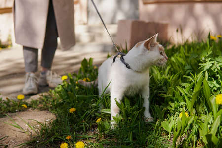 The owner and cat on a leash walking on a street.の写真素材