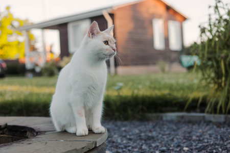 Beautiful white cat walks in the yard of the houseの写真素材