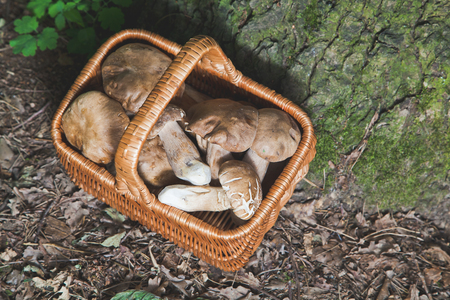 Harvested white mushrooms in a wicker basket in the forest at the bottom of mighty oak. View from above.の写真素材