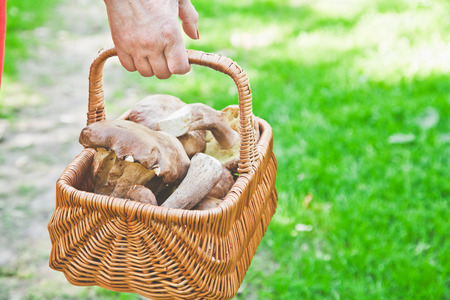 Hand mushroom picker carries a basket full of white mushrooms in the forestの写真素材