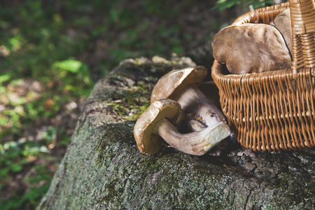 Wicker basket filled with freshly harvested white mushrooms stands in the picturesque old stumpの写真素材