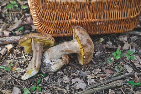 Freshly harvested white mushrooms lie on the forest floor near a wicker basketの写真素材