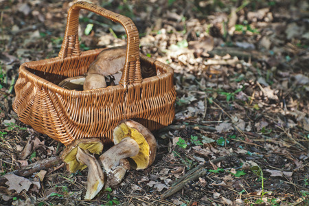 Freshly harvested white mushrooms in the forest near a wicker basket lie on the forest floorの写真素材