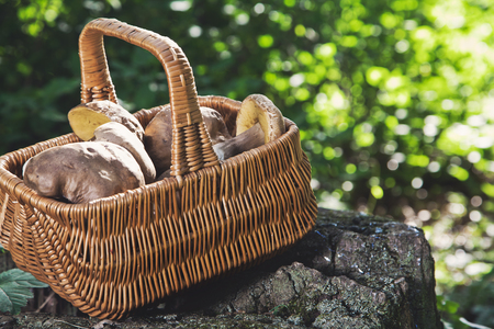 Wicker basket filled with freshly harvested white mushrooms stands in the picturesque old stumpの写真素材