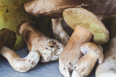 Several large white mushrooms on a wooden table, just gathered in the forest.の写真素材
