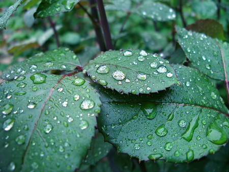 The drops on the leaves of roses after rainの写真素材