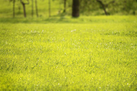 Sunlit green lawnの写真素材