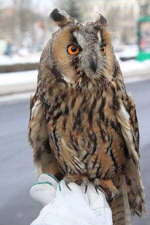 Owl in the cityの写真素材