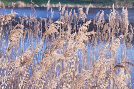 Beautiful spikelets of dry reed on blue river water backgroundの写真素材