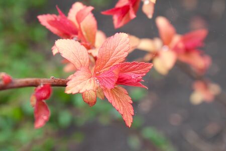 Young leaves of weigela bushes bloom in springの写真素材