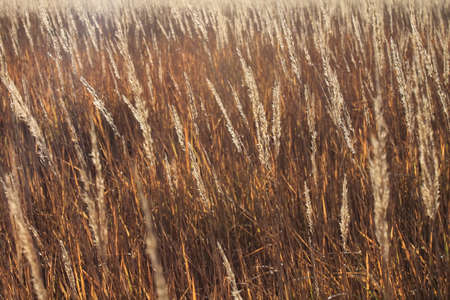 Spikes in the sunの写真素材