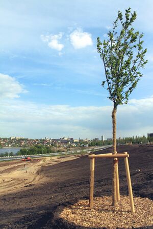 Young trees on a construction siteの写真素材