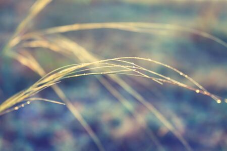 Drops of dew on the blades of grass at sunriseの写真素材