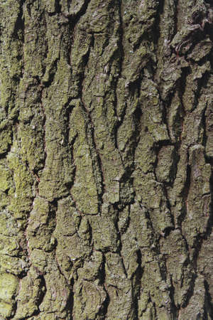 The bark of the big texturesの写真素材
