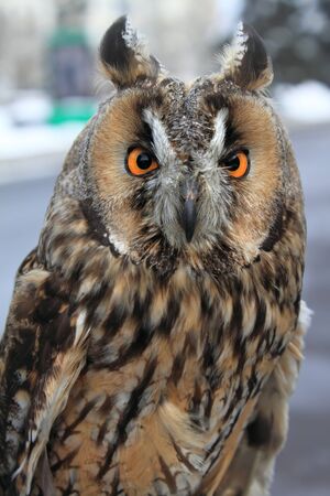 Owl in the cityの写真素材