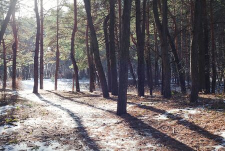 Melting snow on path in pine forest at early spring sunny dayの写真素材