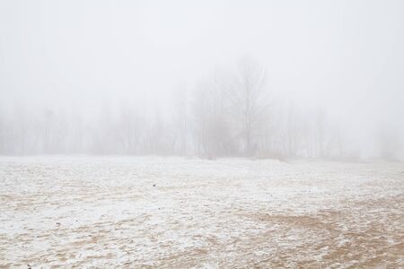 Trees without leaves in the fog on a winter beachの写真素材