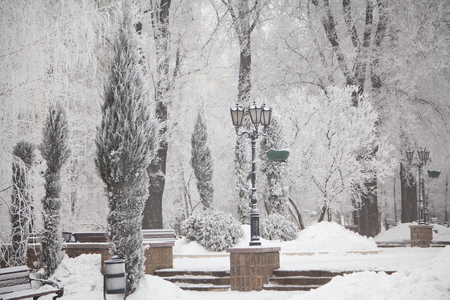 Snow-covered trees on a city boulevard at winter dayの写真素材