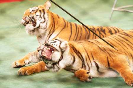 Growling tigers in the circus ringの写真素材