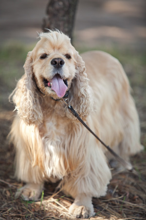 American Cocker Spaniel stuck out his pink tongue on a walk in the autumn parkの写真素材