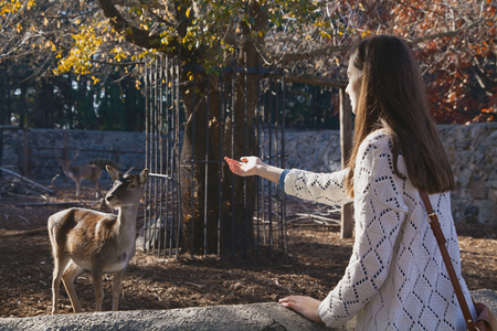 Young beautiful girl stands near the aviary and beckoning small deer by her hand in city zoo on sunny autumn dayの写真素材