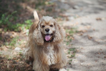 American Cocker Spaniel stuck out his pink tongue on a walk in the autumn parkの写真素材