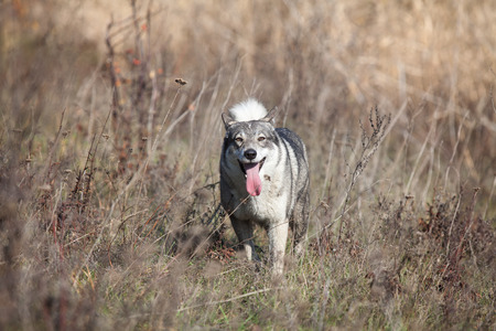 Hunting eskimo dog in dry grass sunny dayの写真素材