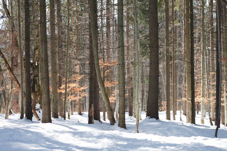 Pine forest sunny winter dayの写真素材