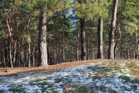 Melting snow on clearing in pine forest at early spring sunny dayの写真素材