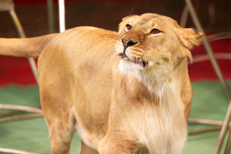Lion in the circus ringの写真素材