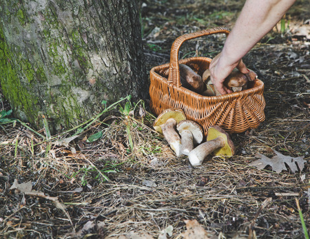 Hand puts in a wicker basket fresh white mushrooms gathered at the foot of the mighty oakの写真素材