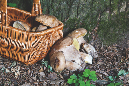 Harvested white mushrooms in wicker basket in forest at bottom of mighty oak. Several ceps near basket lying on ground with fallen leaves.の写真素材