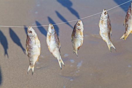 Caught fish hanging and drying on a rope on the beach at summer dayの写真素材