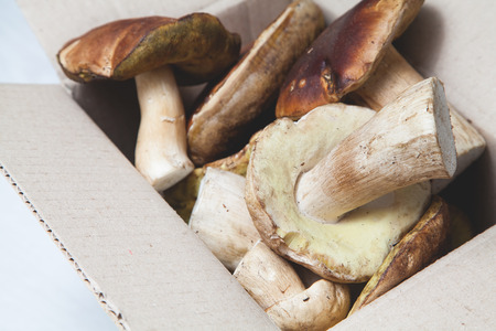 Cardboard box brim full of fresh white mushrooms from oak forest.の写真素材