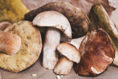 Several beautiful boletus closeup. White mushrooms just out of the forest.の写真素材