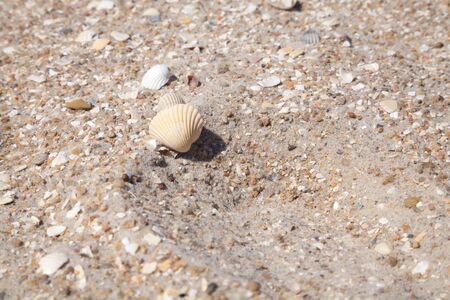 Yellow large clam shell on the sea sand beach