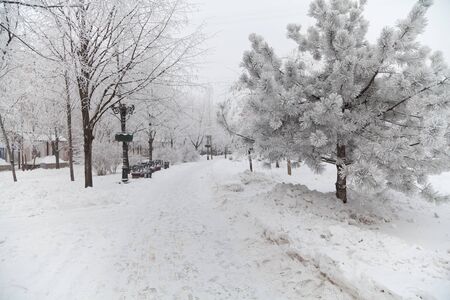 Snow-covered trees on a city boulevard at winter dayの写真素材
