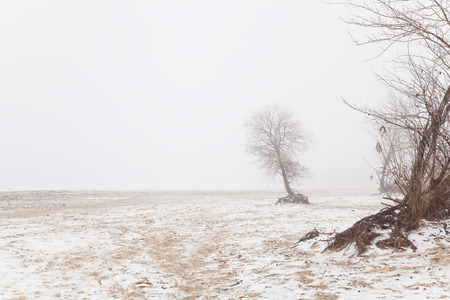 Tree without leaves in the fog on a winter beachの写真素材