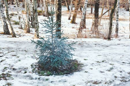 Little green spruce on meadow with melting snow in forest at early springの写真素材