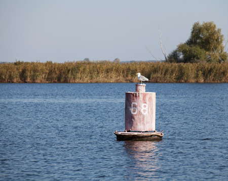 Seagull sitting on old buoy and rocking on waves in river in autumn sunny dayの写真素材