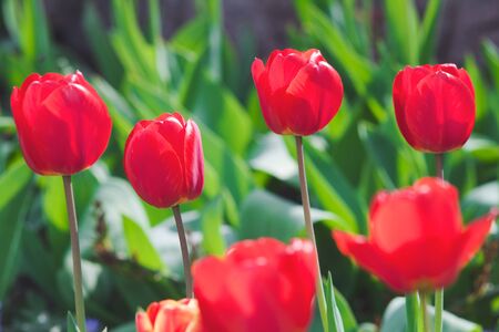 Blooming red tulips on the flowerbed in the rays of the bright sunの写真素材