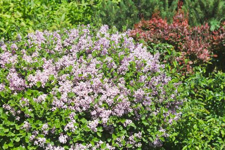 Lilac bush blooming in bright afternoon sunlightの写真素材