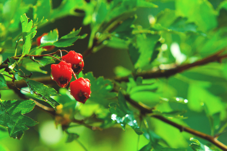 Red hawthorn berries on green twigs after rainの写真素材
