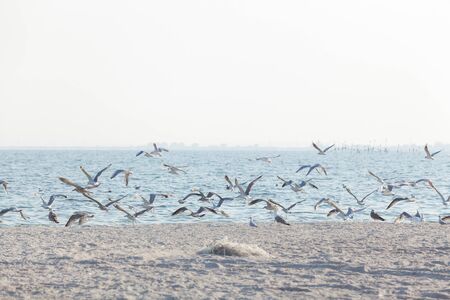 Flock of seagulls flies up on the shore of the bay in the early summer morningの写真素材