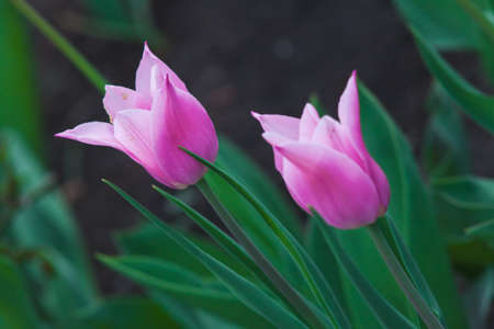 Two pink tulips with sharp petals on a blurred green backgroundの写真素材