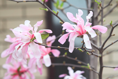 Several blossoming magnolia pink flowers on a branchの写真素材