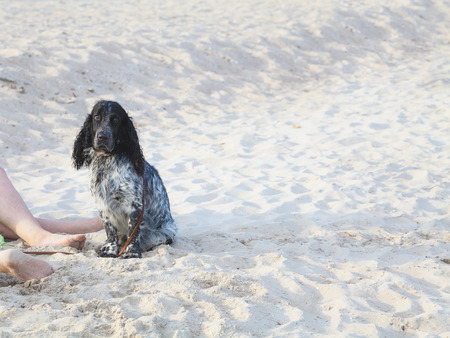 Black spaniel dog sitting on the sea beach at feet of master and looking at cameraの写真素材
