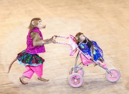 Monkey in a pink vest driven carriage with a little monkey on a circus ringの写真素材